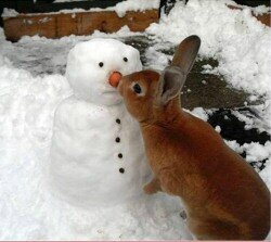 snowman_rabbit_big