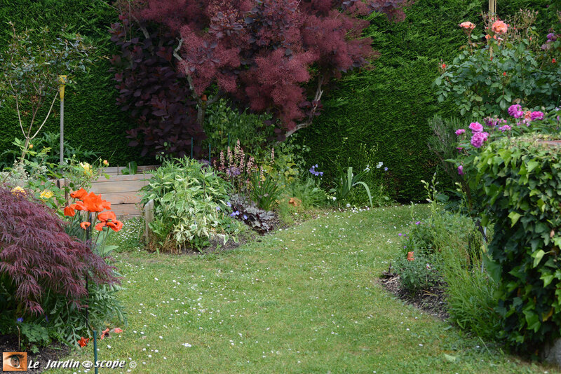 PAT_7146-Coin-Cotinus