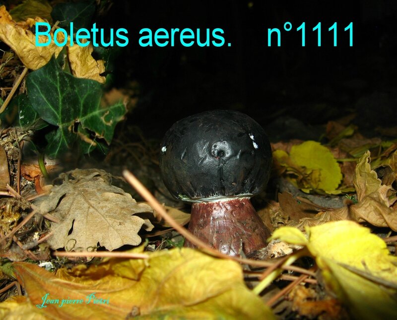 Boletus aereus n°1111