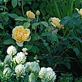 Trifolium ochroleucon, <b>Rosa</b>' Graham Thomas', Sisyrinchium striatum