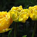 Tulipa 'Yellow Pompenette'