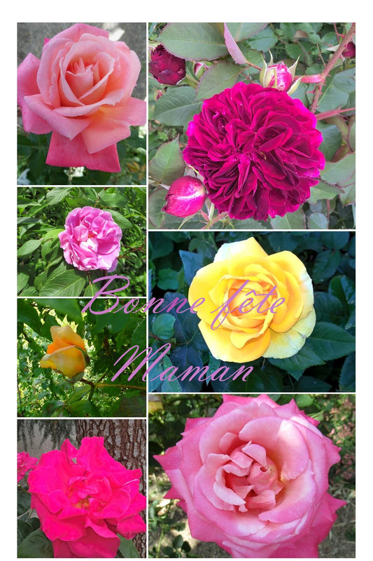 collage roses fin mai - bonne fête maman