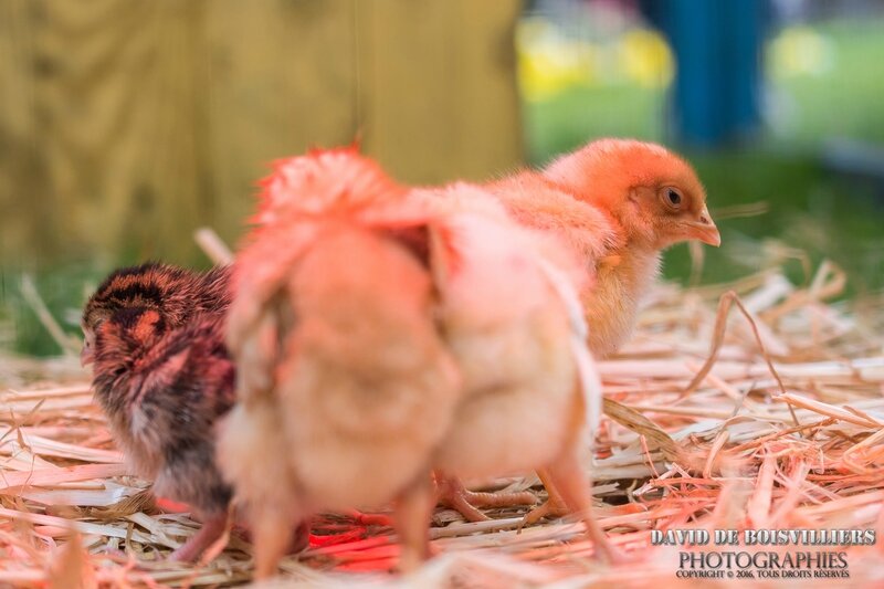 Poussins de Pâques