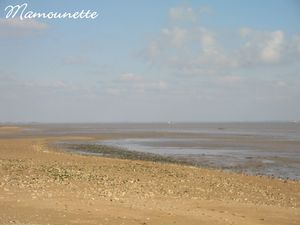 Moules_au_bleu_et_piment_de_la_p_che___pieds___l_Aiguillon_mer_004