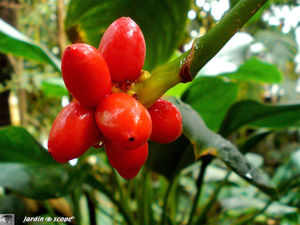 CIMG1424_Aglaonema