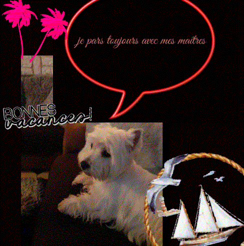 &westie4
