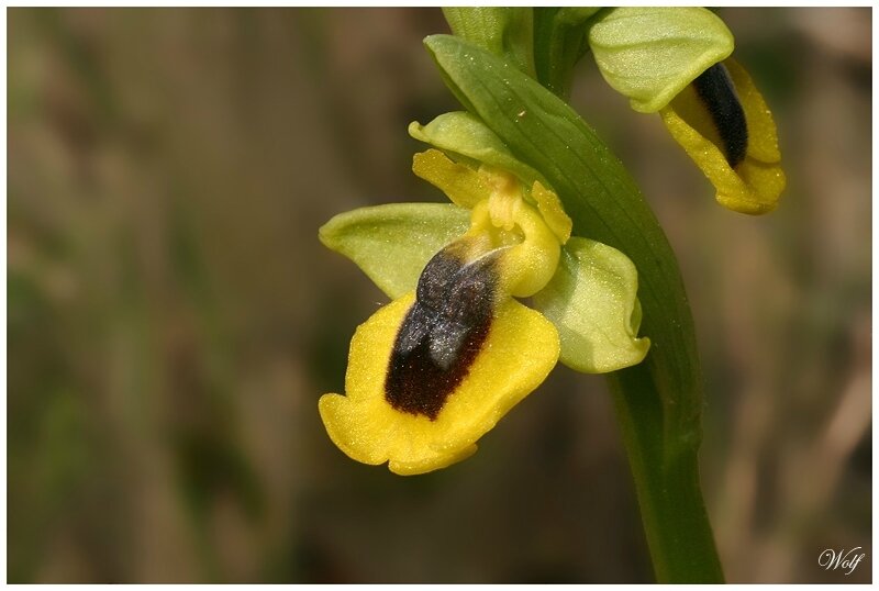 lutea-04-01-en-2018