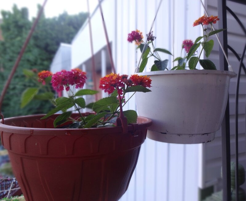 lantanas