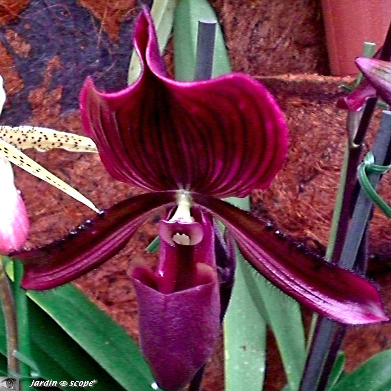 Exposition d'Orchidées 2009