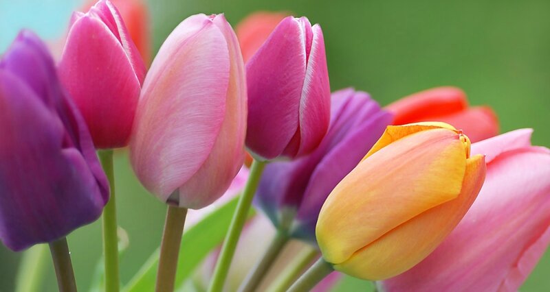 tulipe12