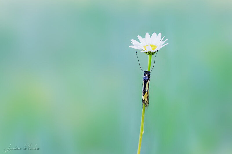 wb_Ascalaphe marguerite invisible_20190522_0953