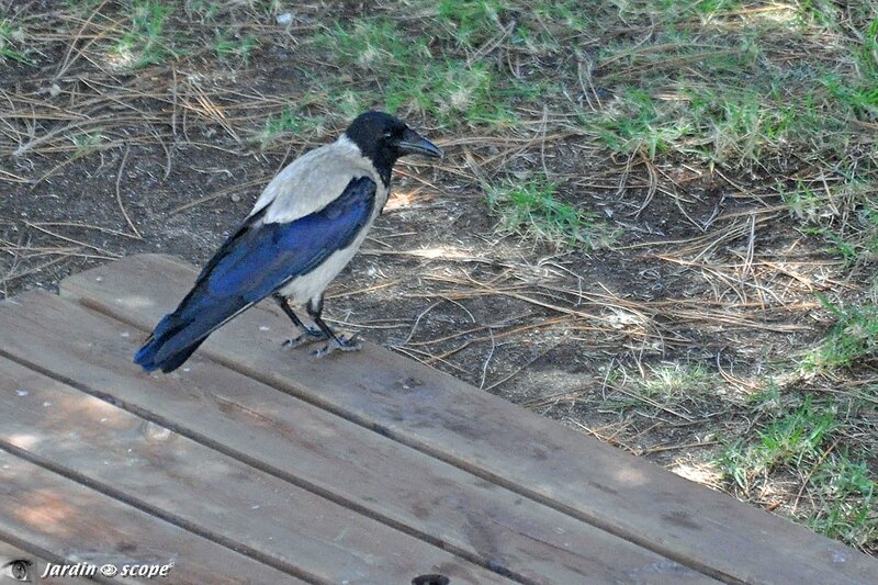 Corneille mantelée • Corvus cornix (Corse)