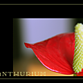 <b>Anthurium</b>