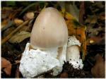 Amanita imazekii