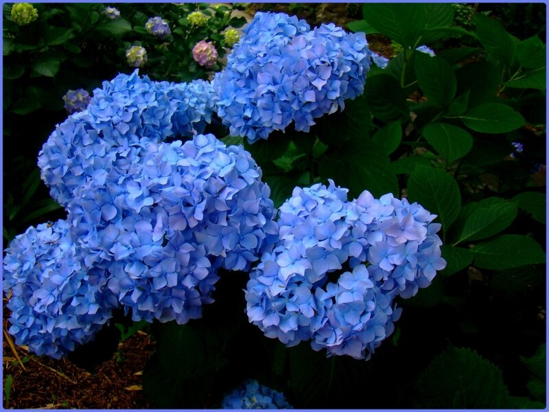 fleurbleue3