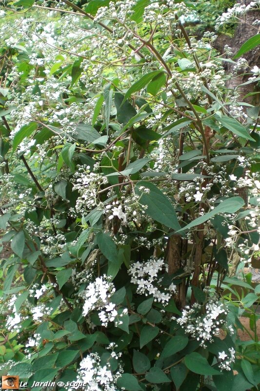 Deutzia-setchuenensis-2