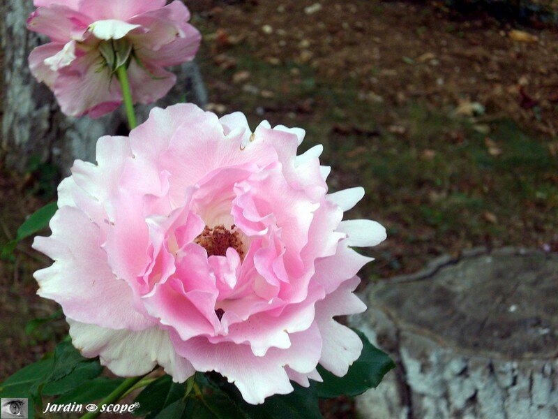 Rose 'Rosa-Penthouse'
