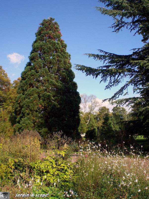 Séquoia géant • Sequoiadendron giganteum