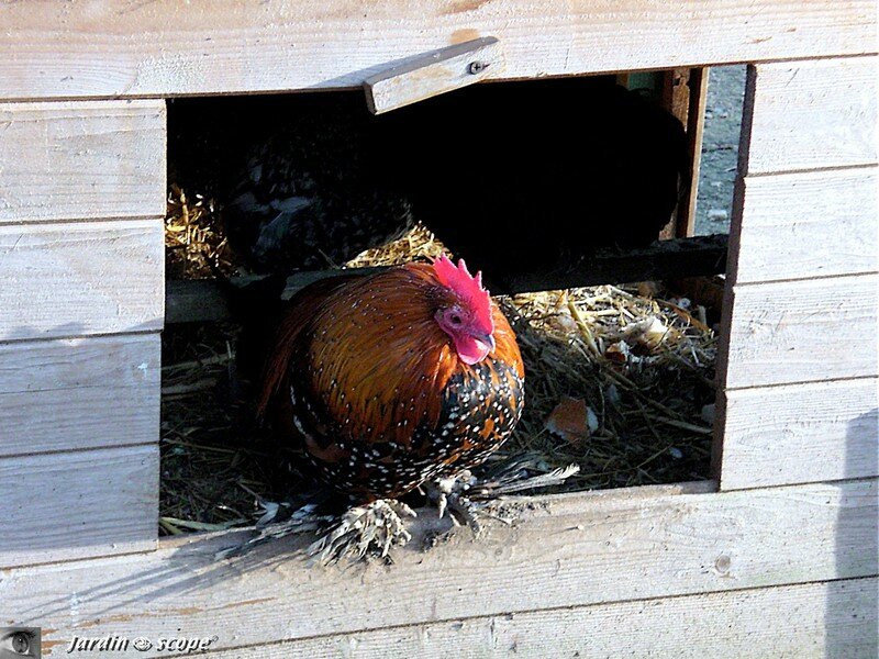Poule au pondoir