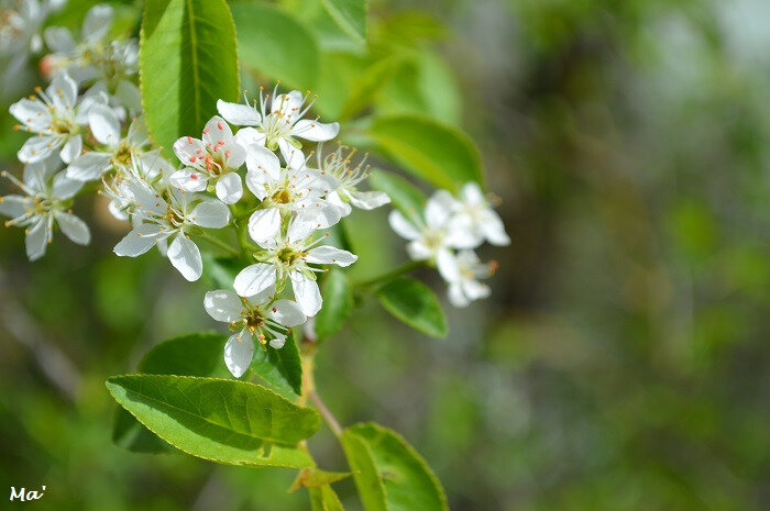 180415_arbre_en_fleurs