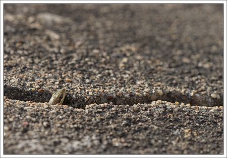 lezard_tete_fissure_QM_050810