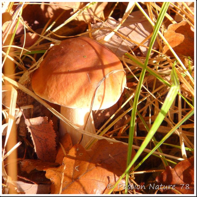 Champignons (28)