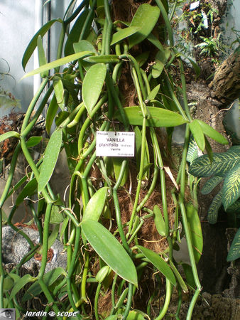 CIMG1384_Vanille