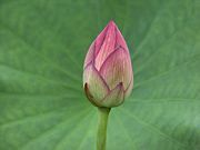 bouton de lotus