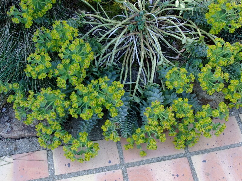 Euphorbia myrsinites -2014 03 le 19 Euphorbe c