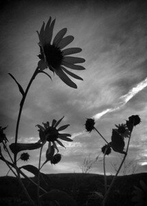 sunflower_silhouette_750x600
