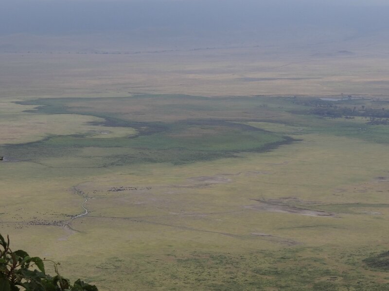 Vue sur l'intérieur du cratère du Ngorongoro et ses troupeaux