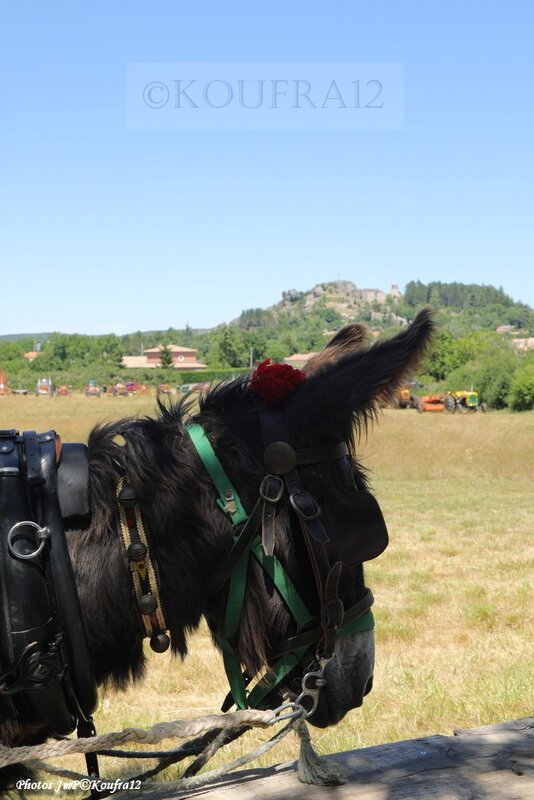 Photos JMP©Koufra 12 - Le Caylar - Fenaison - 13072019 - 0477