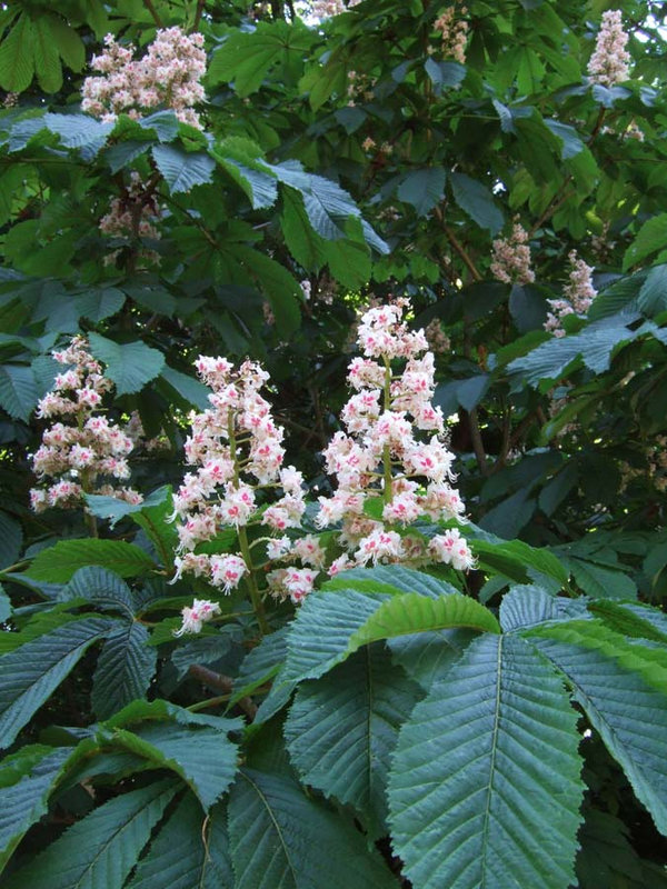 Aesculus hippocastanum