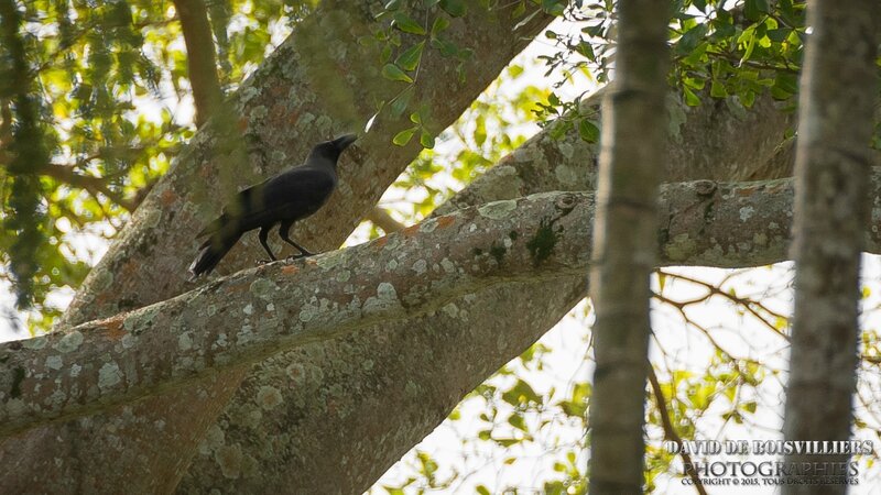Corbeau familier (Corvus splendens)