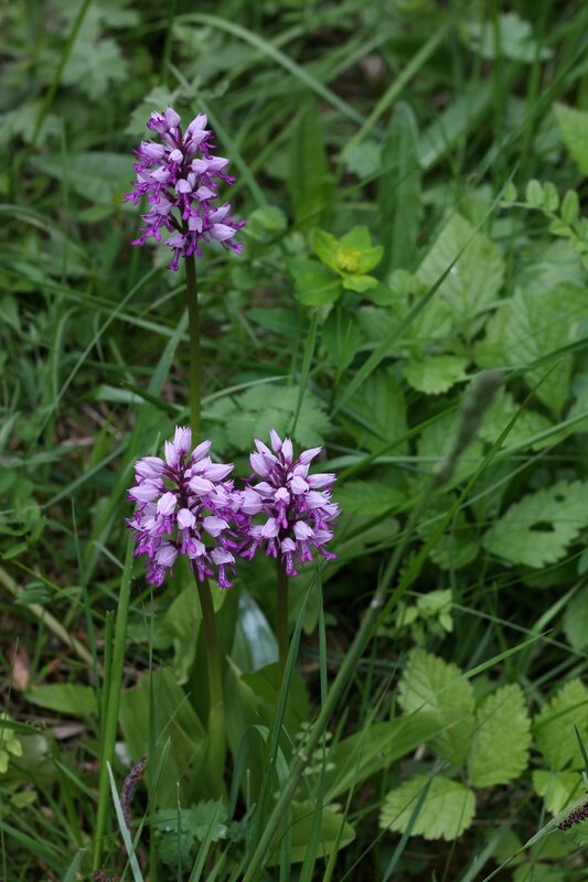 orchis militaire 1