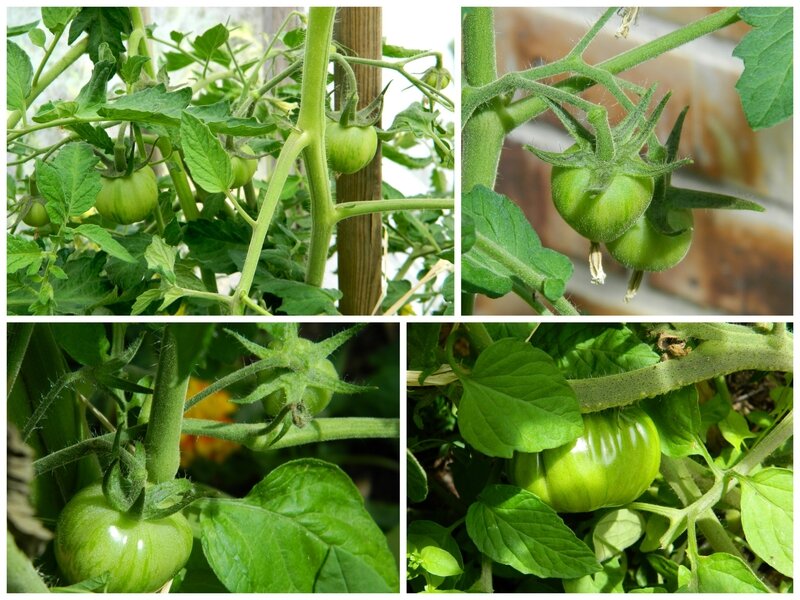 tomates3