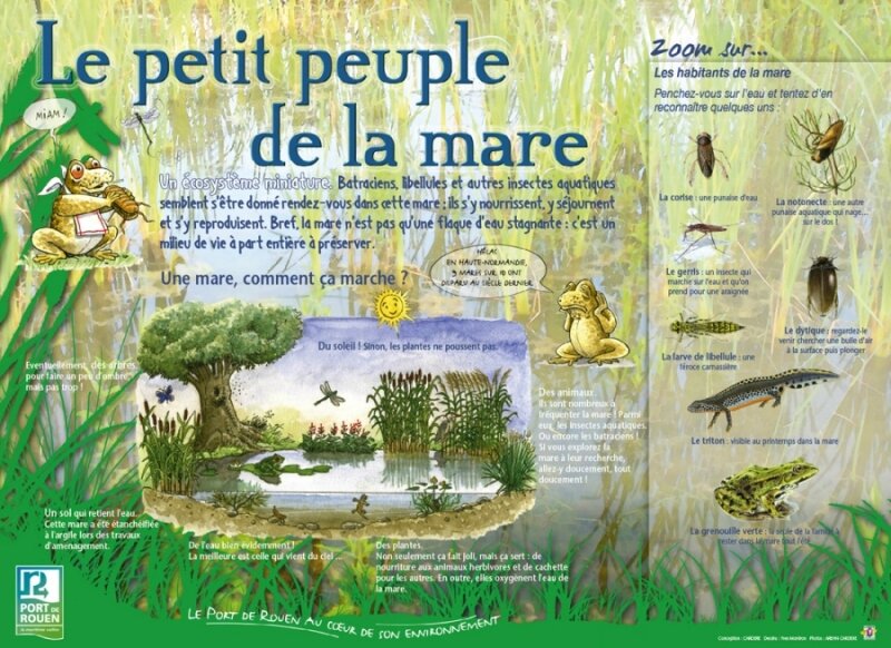 marais_de_laulnay-un_petit_peuple_de_la_mare