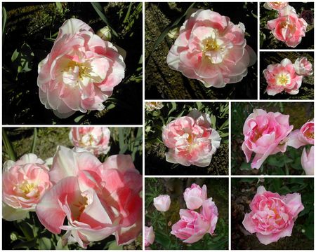Jardin_Avril_2009_montage_tulipes_roses