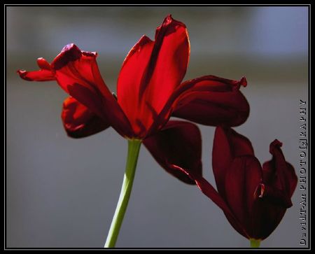 Tulipes (3)