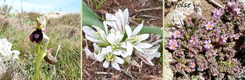 ail ophrys frankénie à voir sur le blog végétal