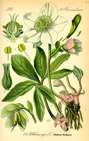 381px_Illustration_Helleborus_niger0