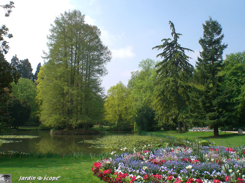 Cyprès chauve • Taxodium distichum • Famille des Taxodiaceae