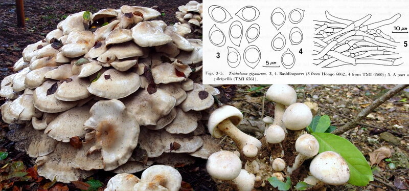 Tricholoma_giganteum_mont