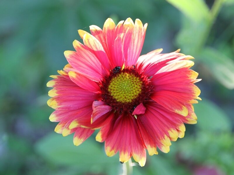 gaillarde rouge