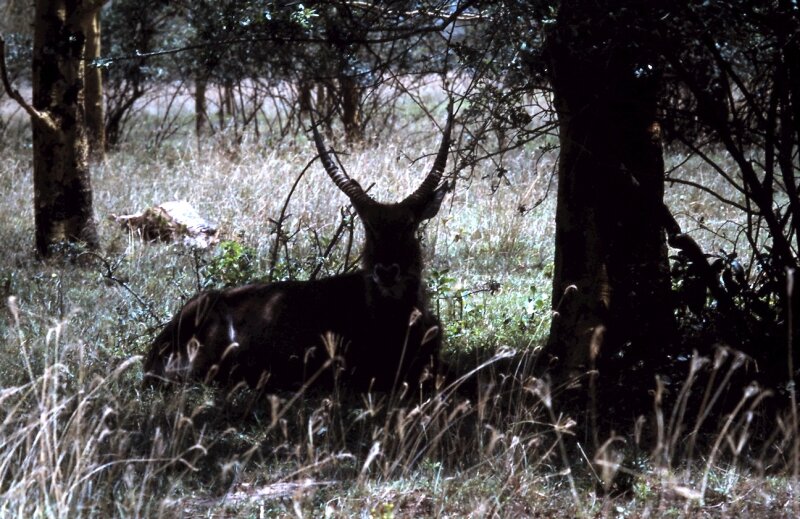nakuru impala b