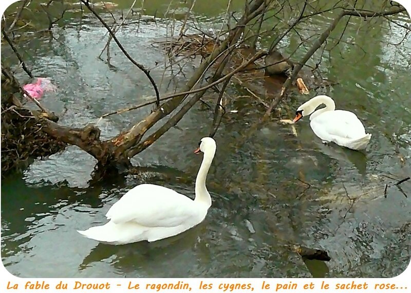 Quartier Drouot - Le ragondin - Cygnes - Pain - Sachet rose