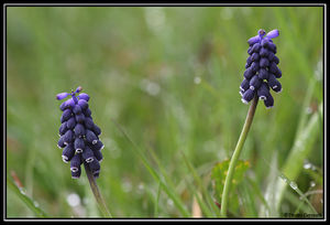 duo_muscari