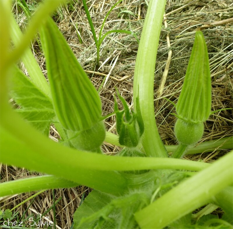 2e trou courgette 18-06-17