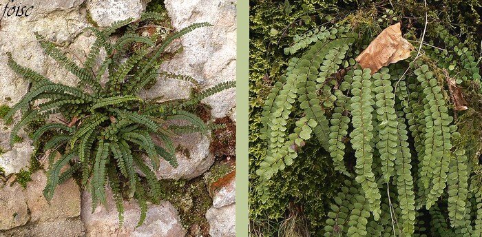 frondes de 5 à 35 cm