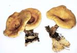 Clitocybe acromelalga 1999 1101_0009